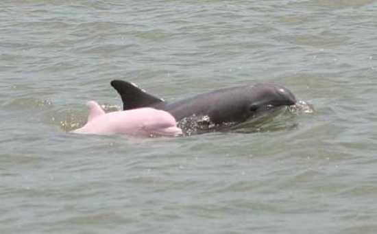 Pink-Dolphin1