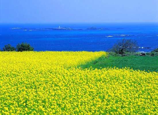 Jeju-Island
