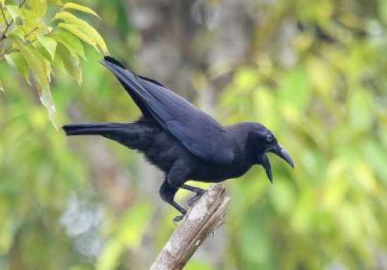 Corvus Unicolor