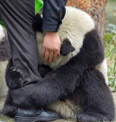Cute-Panda-Hug-Earthquake