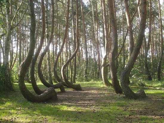 Top 10 Strange and Unique Forests - 37