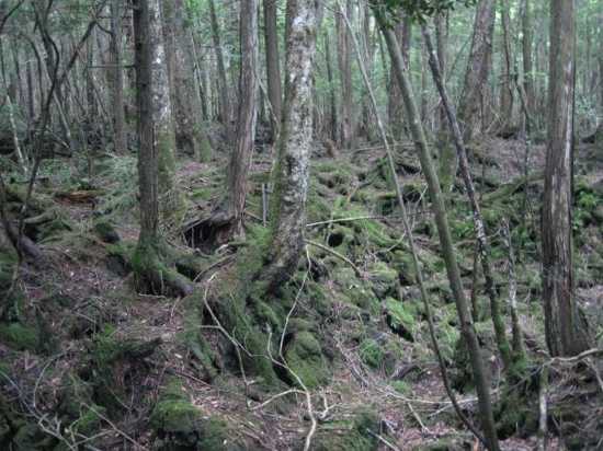 Aokigahara-Forest-104