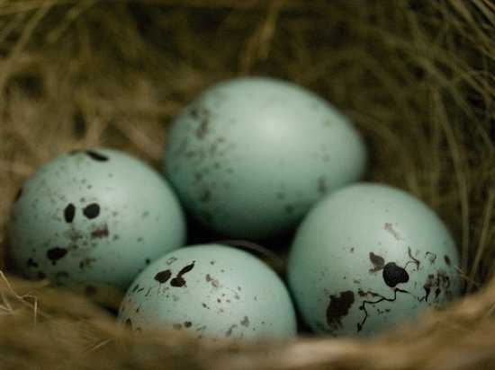 Blue Bird Eggs