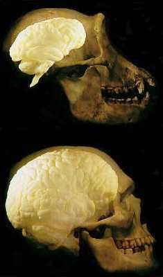 Chimp-Human Brain