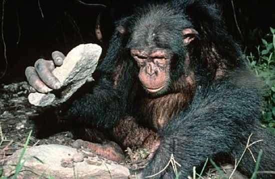 Chimp Anvil