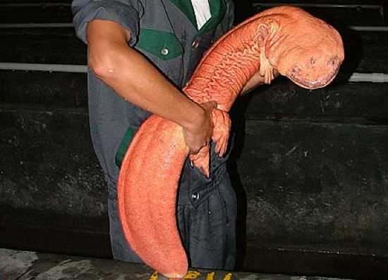 Chinese-Giant-Salamander