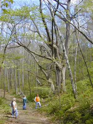 Top 10 Strange and Unique Forests - 40