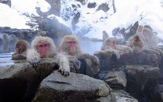 Snow Monkey Bath