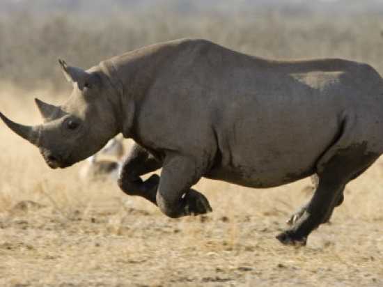 Black-Rhinoceros-7