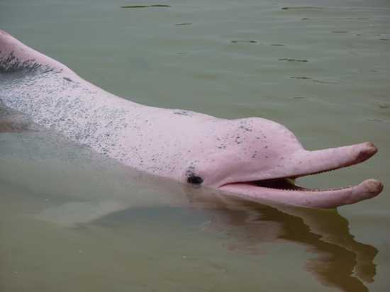 Pink-Dolphin-Amazon-River