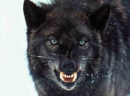 scary wolf pictures