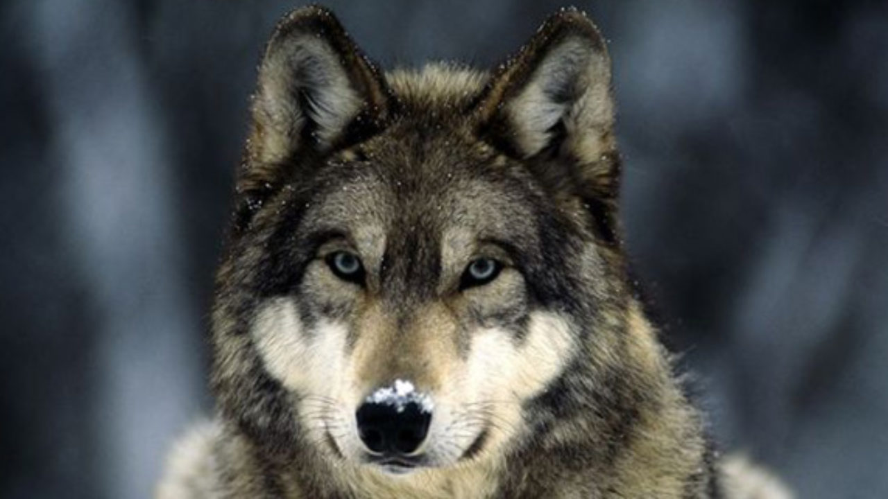 Top 10 Little Known Facts About Wolves Listverse