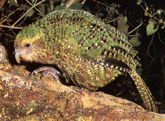 Kakapo2