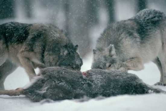 wolf-eating2.jpg