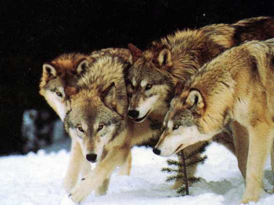 Wolf-Pack-Wolves-10113490-1024-768