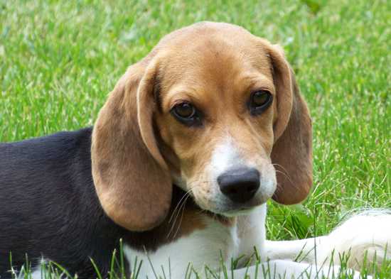 Cute Beagle Puppy Lilly