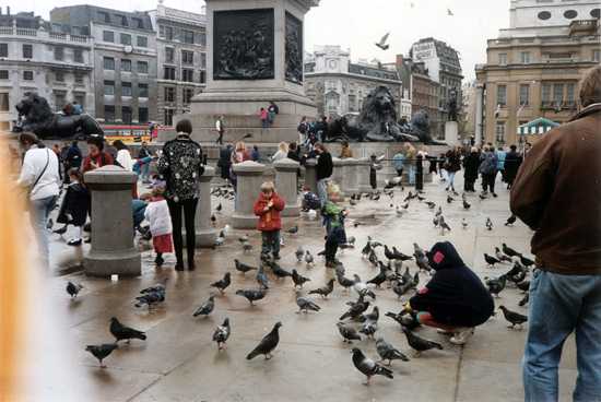 People Feeding Pigeons In Trafalgar Square C