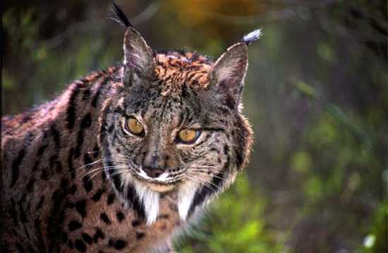 True-Wildlife-Iberian Lynx2