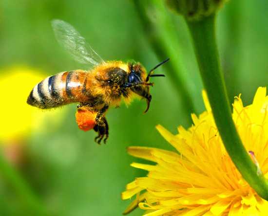 Honey-Bees