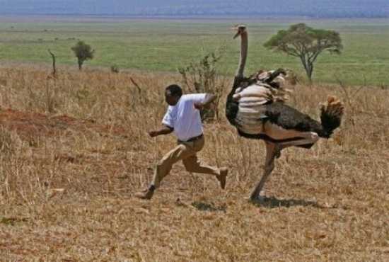 Man-Chased-Ostrich-500X337