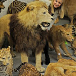 10 Wild Facts About Taxidermy That You Probably Didn't Know