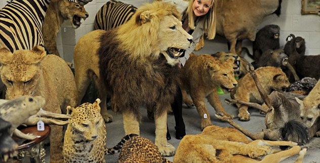 10 Wild Facts About Taxidermy That You Probably Didn’t Know