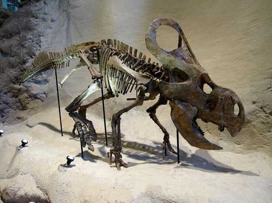 Carnegie Protoceratops Andrewsi