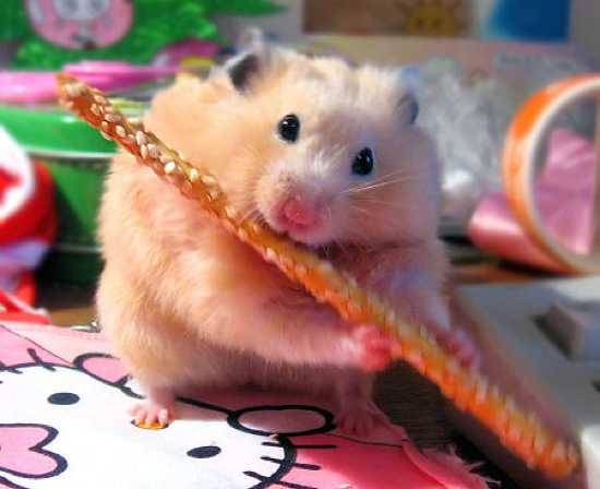 Funny Hamsters Picture 52