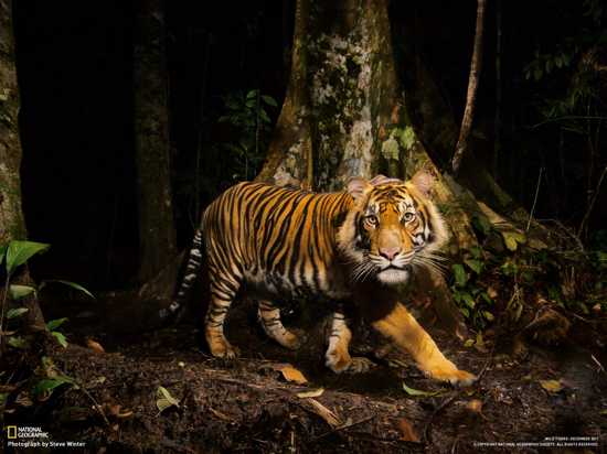 01-Tiger-Looks-At-Camera-Sumatra 1600