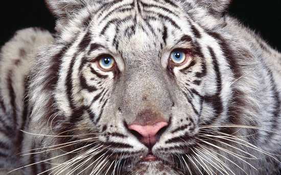 Discover 12 Truely Fun Tiger Facts