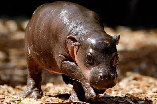 10 Fascinating Dwarf Animals - 60