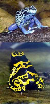 Blue-Poison.Dart.Frog.And.Yellow-Banded.Dart.Frog.Arp