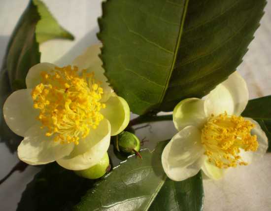 Camellia Sinensis Flower