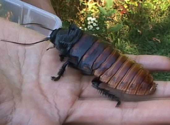 Hissing Cockroach Hand