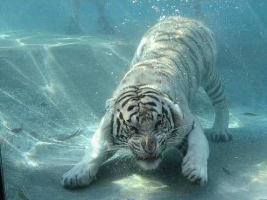 I-0Bd16614361A90Ea81383A8B974636A5-White.Tiger.Swimming.2