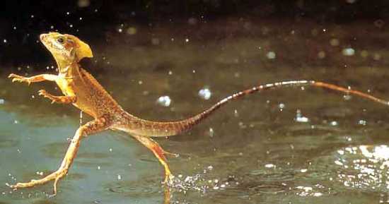 Jesus-Lizard-Running-On-Water-Basilisk
