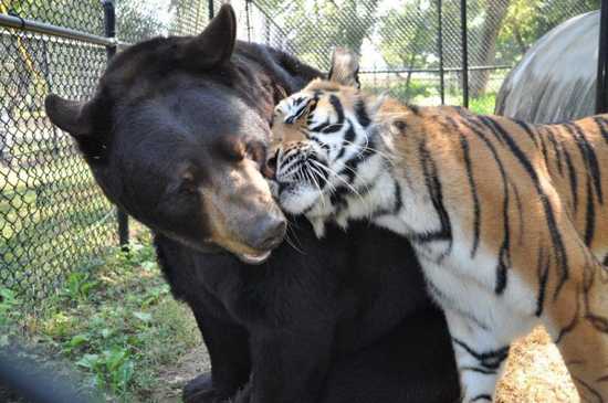 Mixed-Species-Bear-And-Tiger-Nuzzle