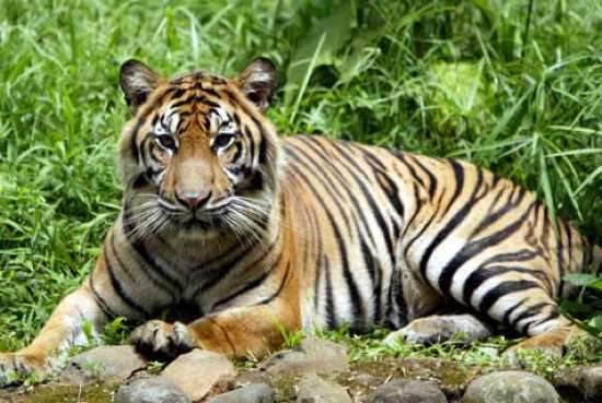 Sumatran-Tiger