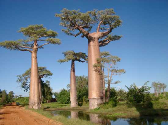 Verdant Sanctuary  Weird trees, Nature tree, Unique trees