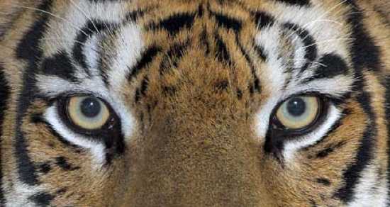 tigers actual eyes