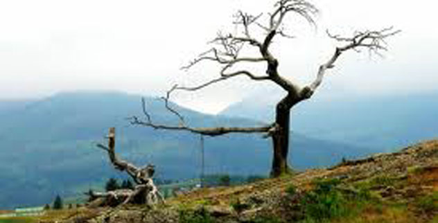 10 More Unusual Trees - Listverse