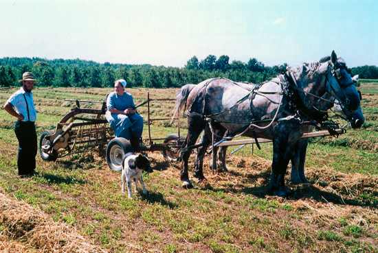 Amish Family, Lyndenville, New York