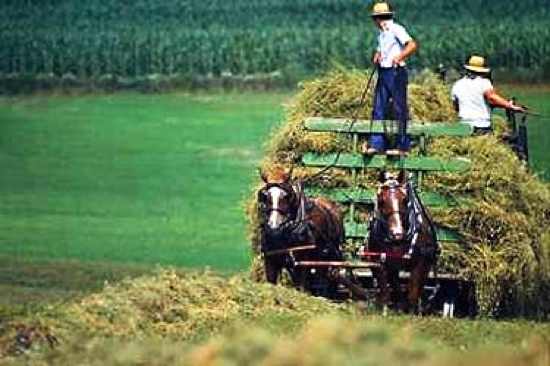 Amish-Farm-Cart