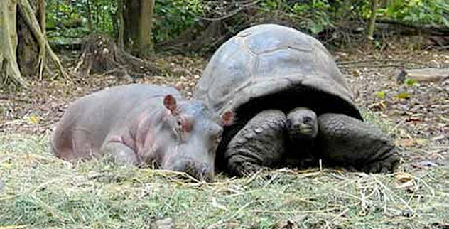 Top 10 Unusual Animal Friendships - Vimarsana News