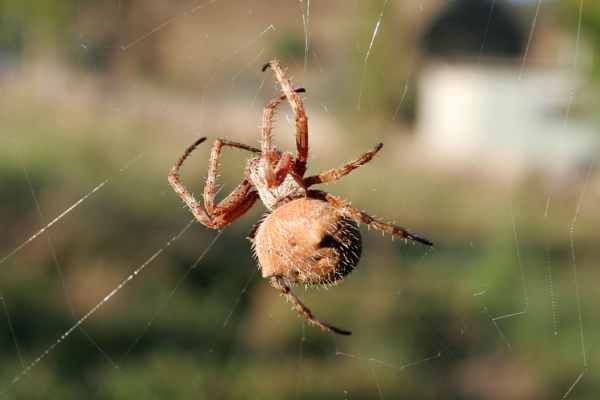 Orb Weaver Spider Day Web03