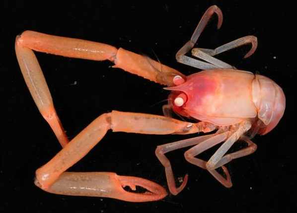 Squat-Lobster Niwa Natgeo