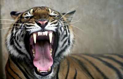 Tiger-Roar 1378402I