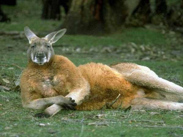 Ground-Kangaroo