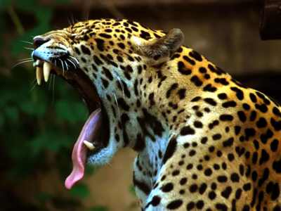 Jaguar-Mouth