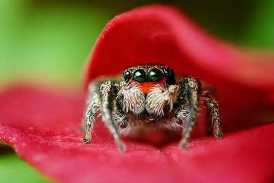 Jumping-Spider-Goes-To-A-Photo-Session-Spider6